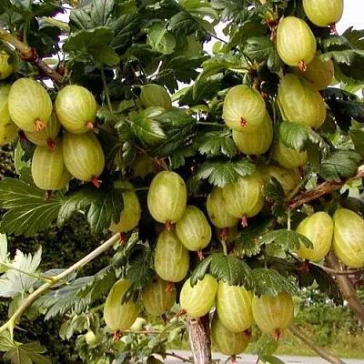 Крыжовник ИНВИКТА  Крыжовник ИНВИКТА в Ростове-на-Дону