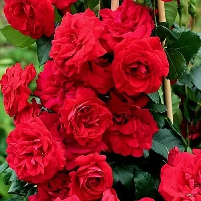 Саженцы роз АМАДЕУС плетистая в Ростове-на-Дону