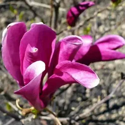 Магнолия СЬЮЗАН  Магнолия СЬЮЗАН в Ростове-на-Дону