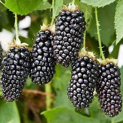 Ежевика КАРАКА БЛЭК  Ежевика КАРАКА БЛЭК в Ростове-на-Дону