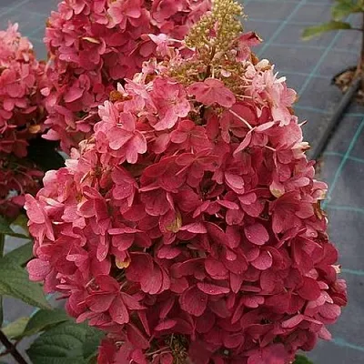 Гортензия КАНДЕЛАЙТ метельчатая  Гортензия КАНДЕЛАЙТ метельчатая в Ростове-на-Дону