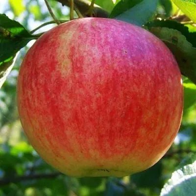 Яблоня Штрифель (Штрейфлинг или Осеннее полосатое) в Ростове-на-Дону