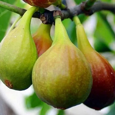 Инжир ДАЛМАТСКИЙ  Инжир ДАЛМАТСКИЙ в Ростове-на-Дону