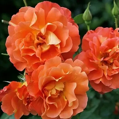 Саженцы роз ВЕСТЕРЛЕНД шраб  Саженцы роз ВЕСТЕРЛЕНД шраб в Ростове-на-Дону