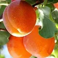 Абрикос  Абрикос в Ростове-на-Дону