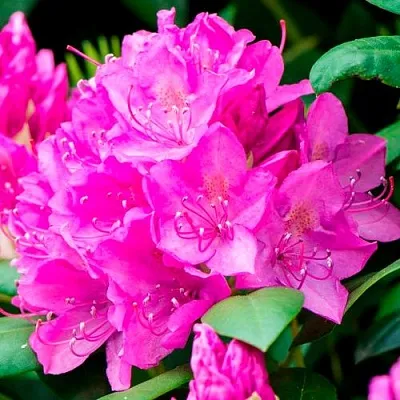 Азалия ПУРПУРТРАУМ японская в Ростове-на-Дону