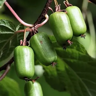 Актинидия СЕНТЯБРЬСКАЯ коломикта  Актинидия СЕНТЯБРЬСКАЯ коломикта в Ростове-на-Дону
