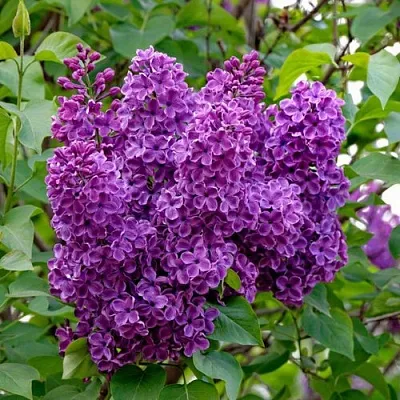 Сирень СУМЕРКИ  Сирень СУМЕРКИ в Ростове-на-Дону