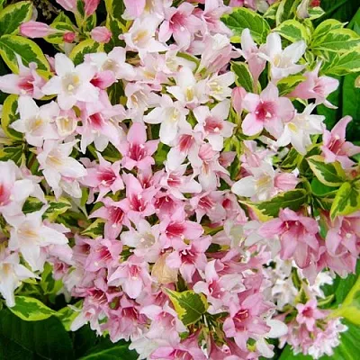 Вейгела САННИ ПРИНЦЕСС  Вейгела САННИ ПРИНЦЕСС в Ростове-на-Дону