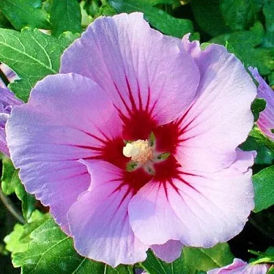 Гибискус ПИНК ФЛИРТ сирийский  Гибискус ПИНК ФЛИРТ сирийский в Ростове-на-Дону