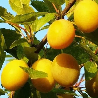 Слива ЗОЛОТАЯ КАПЛЯ — описание сорта Слива ЗОЛОТАЯ КАПЛЯ в Ростове-на-Дону