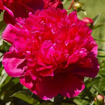 Пион БИГ БЕН травянистый  Пион БИГ БЕН травянистый в Ростове-на-Дону