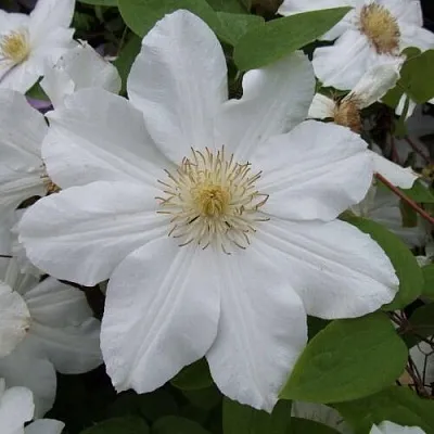 Клематис  Клематис в Ростове-на-Дону