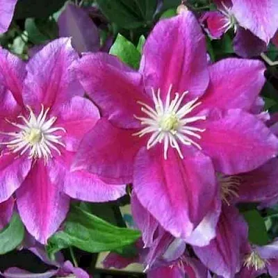 Клематис ХАНИЯ  Клематис ХАНИЯ в Ростове-на-Дону