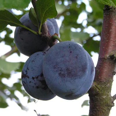 Слива ВЕНГЕРКА БЕЛОРУССКАЯ  Слива ВЕНГЕРКА БЕЛОРУССКАЯ в Ростове-на-Дону