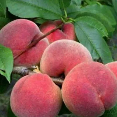 Персик КАНАДИАН ХАРМОНИ  Персик КАНАДИАН ХАРМОНИ в Ростове-на-Дону