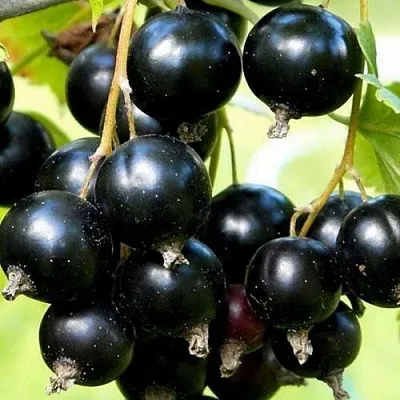 Смородина чёрная СОКРОВИЩЕ  Смородина чёрная СОКРОВИЩЕ в Ростове-на-Дону