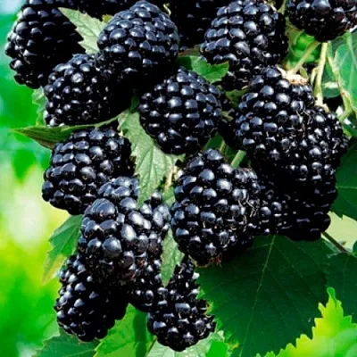 Ежевика ЛОХТЕЙ бесшипная  Ежевика ЛОХТЕЙ бесшипная в Ростове-на-Дону