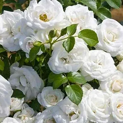 Саженцы роз НЕЖ ДЕ ТЕ мускусная  Саженцы роз НЕЖ ДЕ ТЕ мускусная в Ростове-на-Дону