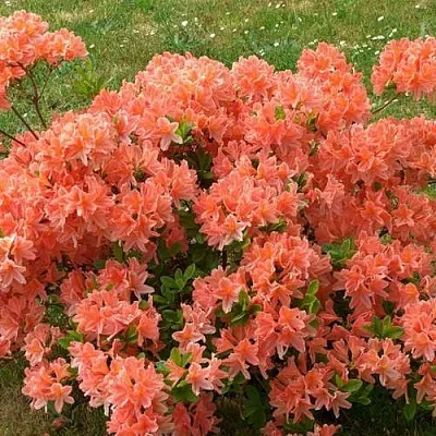 Рододендрон ЯПОНСКИЙ ОРАНЖЕВЫЙ  Рододендрон ЯПОНСКИЙ ОРАНЖЕВЫЙ в Ростове-на-Дону
