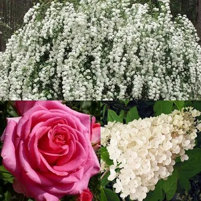 Комплект ВЕЧНАЯ КЛАССИКА в Ростове-на-Дону