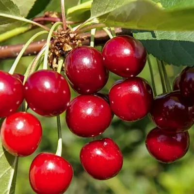 Вишня ЛЮБСКАЯ  Вишня ЛЮБСКАЯ в Ростове-на-Дону