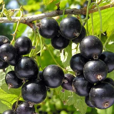 Смородина черная ГАМАЮН  Смородина черная ГАМАЮН в Ростове-на-Дону