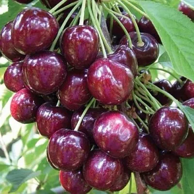 Черешня СЭМ колонновидная  Черешня СЭМ колонновидная в Ростове-на-Дону