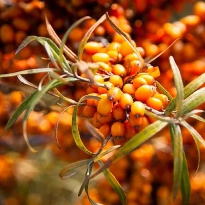 Облепиха ФИНСКАЯ  Облепиха ФИНСКАЯ в Ростове-на-Дону