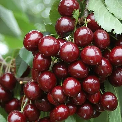 Черешня СИЛЬВИЯ колоновидная  Черешня СИЛЬВИЯ колоновидная в Ростове-на-Дону