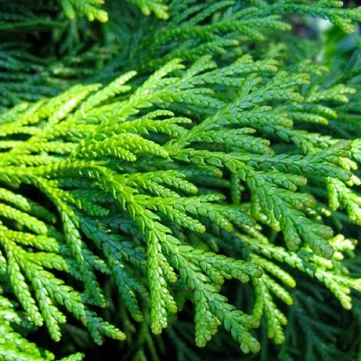 Туевик  Туевик в Ростове-на-Дону