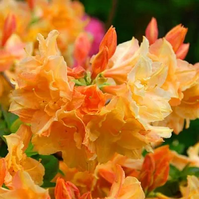 Азалия ЧАРДАШ листопадная в Ростове-на-Дону