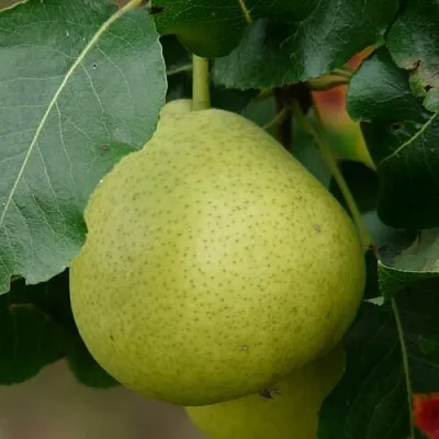 Груша САНРЕМО колонновидная  Груша САНРЕМО колонновидная в Ростове-на-Дону