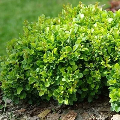 Барбарис КОБОЛЬД тунберга в Ростове-на-Дону