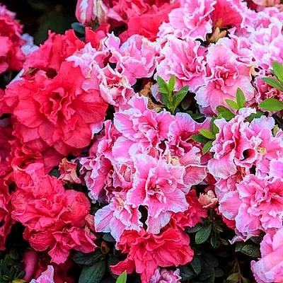 Декоративные растения  Декоративные растения в Ростове-на-Дону