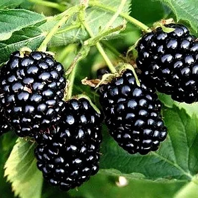 Ежевика ПРАЙМ АРК ТРЕВЕЛЕР ремонтантная  Ежевика ПРАЙМ АРК ТРЕВЕЛЕР ремонтантная в Ростове-на-Дону