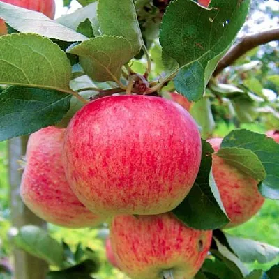 Яблоня ПИРОС  Яблоня ПИРОС в Ростове-на-Дону