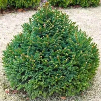 Ель БАРРИ обыкновенная  Ель БАРРИ обыкновенная в Ростове-на-Дону