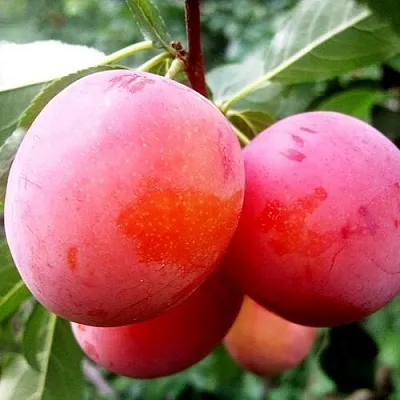 Слива КОМЕТА  Слива КОМЕТА в Ростове-на-Дону