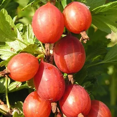 Крыжовник МАШЕКА  Крыжовник МАШЕКА в Ростове-на-Дону