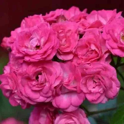 Саженцы роз ДИНКИ мускусная  Саженцы роз ДИНКИ мускусная в Ростове-на-Дону