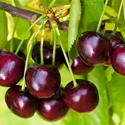 Черешня ИПУТЬ  Черешня ИПУТЬ в Ростове-на-Дону