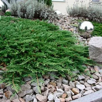 Можжевельник ПРИНЦ ОФ УЭЛЬС горизонтальный  Можжевельник ПРИНЦ ОФ УЭЛЬС горизонтальный в Ростове-на-Дону