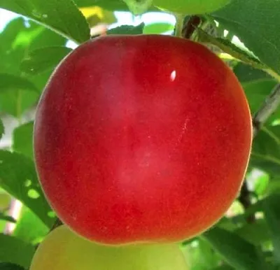 Плумкот БИРИКОККОЛО БОЛОГНЕС  Плумкот БИРИКОККОЛО БОЛОГНЕС в Ростове-на-Дону