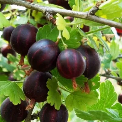 Крыжовник СЕВЕРНЫЙ КАПИТАН  Крыжовник СЕВЕРНЫЙ КАПИТАН в Ростове-на-Дону