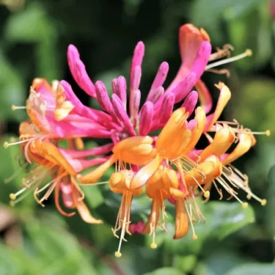 Жимолость ГЕКРОТА в Ростове-на-Дону