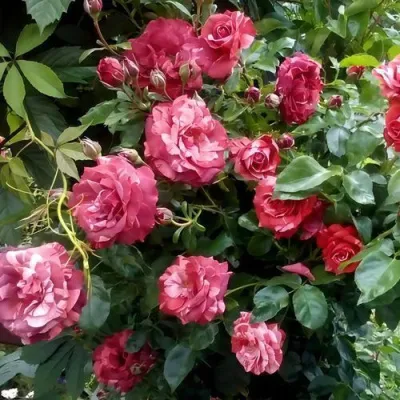 Саженцы роз БРАУНИ плетистая — описание сорта Саженцы роз БРАУНИ плетистая в Ростове-на-Дону