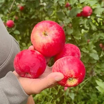 Яблоня АКСЕНА  Яблоня АКСЕНА в Ростове-на-Дону