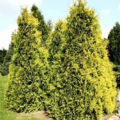 Туя САЛЛАНД западная  Туя САЛЛАНД западная в Ростове-на-Дону