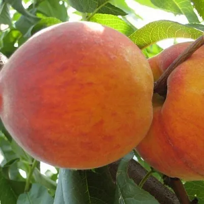 Персик СОЧНЫЙ  Персик СОЧНЫЙ в Ростове-на-Дону